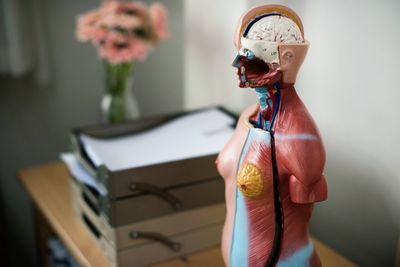 human-anatomy-model-2023-11-27-05-03-14-utc.jpg
